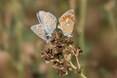 <i>Polyommatus icarus</i>