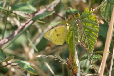 <i>Colias hyale</i>