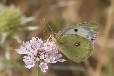 <i>Colias hyale</i>
