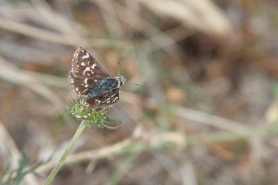 <i>Spialia sertorius</i>