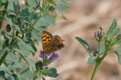<i>Lycaena phlaeas</i>