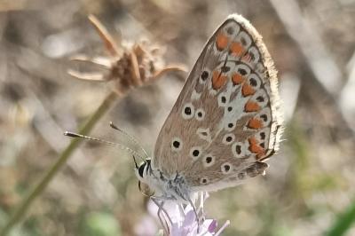 <i>Aricia agestis</i>