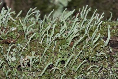 <i>Cladonia coniocraea</i>
