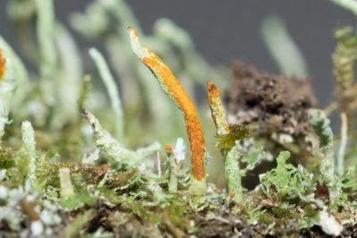 <i>Cladonia coniocraea</i>