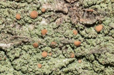 <i>Bacidia rubella</i>