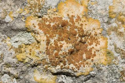 <i>Variospora aurantia</i>