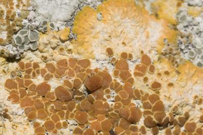 <i>Variospora aurantia</i>
