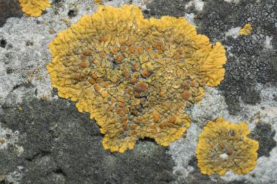 <i>Variospora flavescens</i>
