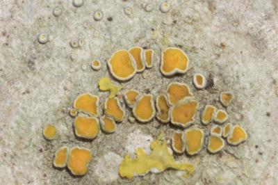 <i>Caloplaca cerina</i>