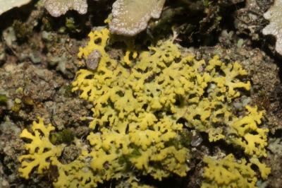 <i>Candelaria concolor</i>