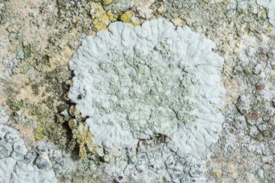 <i>Diploicia canescens</i>