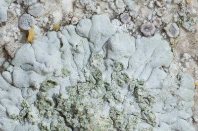 <i>Diploicia canescens</i>