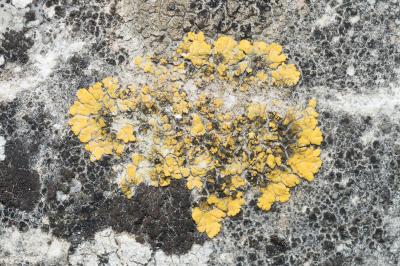 <i>Candelariella medians</i>