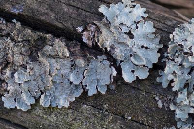 <i>Parmelia sulcata</i>