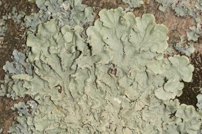 <i>Flavoparmelia caperata</i>