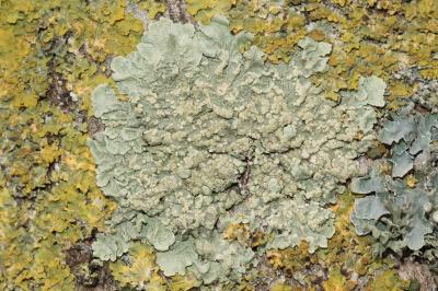<i>Flavoparmelia soredians</i>