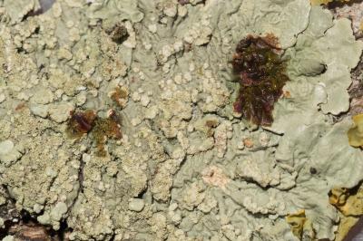 <i>Flavoparmelia soredians</i>
