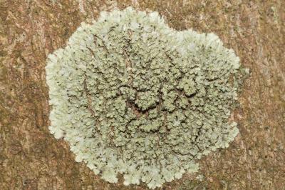 <i>Hyperphyscia adglutinata</i>