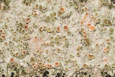<i>Lecanora chlarotera</i>