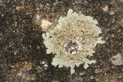 <i>Protoparmeliopsis muralis</i>