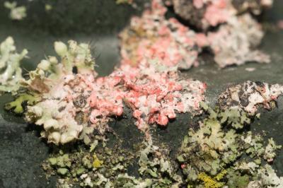 <i>Marchandiomyces corallinus</i>
