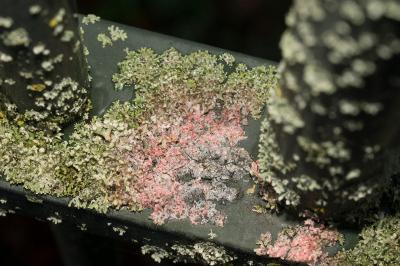<i>Marchandiomyces corallinus</i>