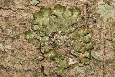 <i>Melanelixia glabratula</i>