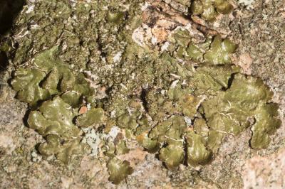 <i>Melanelixia glabratula</i>
