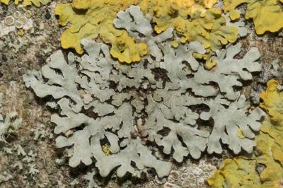 <i>Phaeophyscia orbicularis</i>