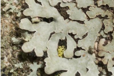 <i>Phaeophyscia orbicularis</i>