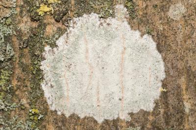 <i>Phlyctis argena</i>