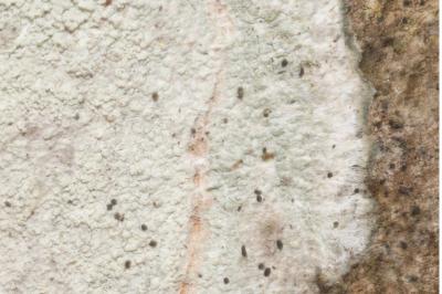<i>Phlyctis argena</i>