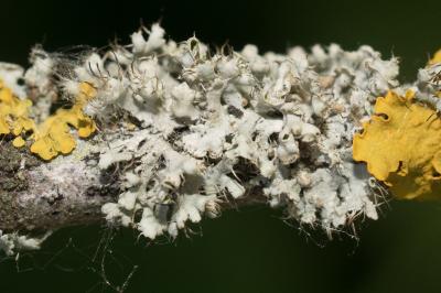 <i>Physcia adscendens</i>