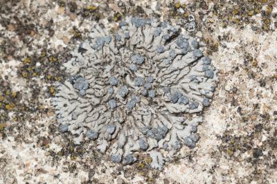 <i>Physcia caesia</i>