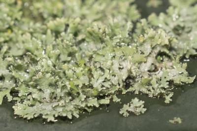 <i>Physcia tenella</i>