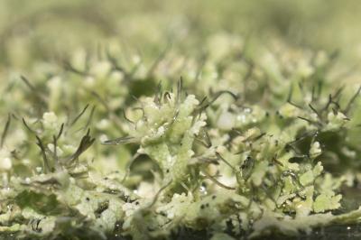 <i>Physcia tenella</i>