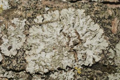 <i>Physconia grisea</i>