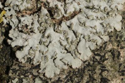 <i>Physconia grisea</i>