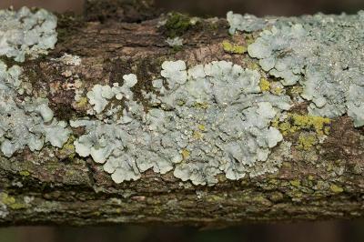 <i>Punctelia borreri</i>