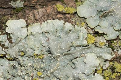 <i>Punctelia borreri</i>