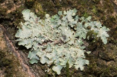 <i>Punctelia subrudecta</i>