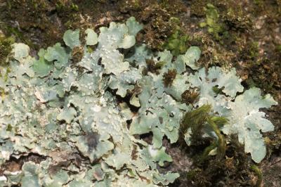 <i>Punctelia subrudecta</i>