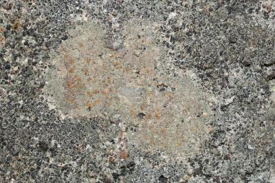 <i>Protoblastenia rupestris</i>