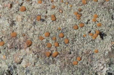 <i>Protoblastenia rupestris</i>