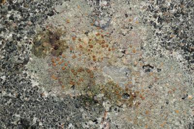<i>Protoblastenia rupestris</i>