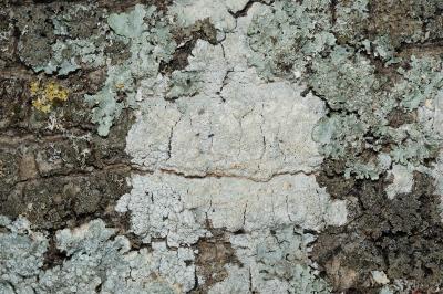 <i>Phlyctis argena</i>