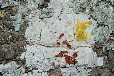 <i>Phlyctis argena</i>
