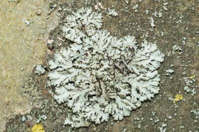 <i>Phaeophyscia orbicularis</i>