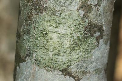 <i>Pertusaria leioplaca</i>