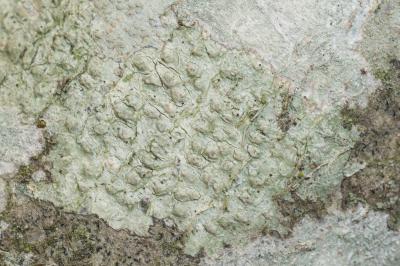 <i>Pertusaria leioplaca</i>
